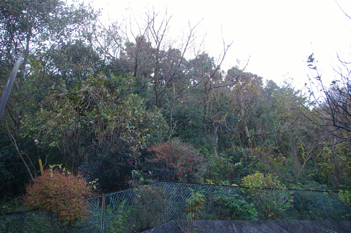 スギ林に木漏れ日が！第２回六国見山森林公園の手入れ_c0014967_1183398.jpg