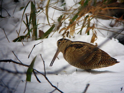 c0002874_22302186.jpg