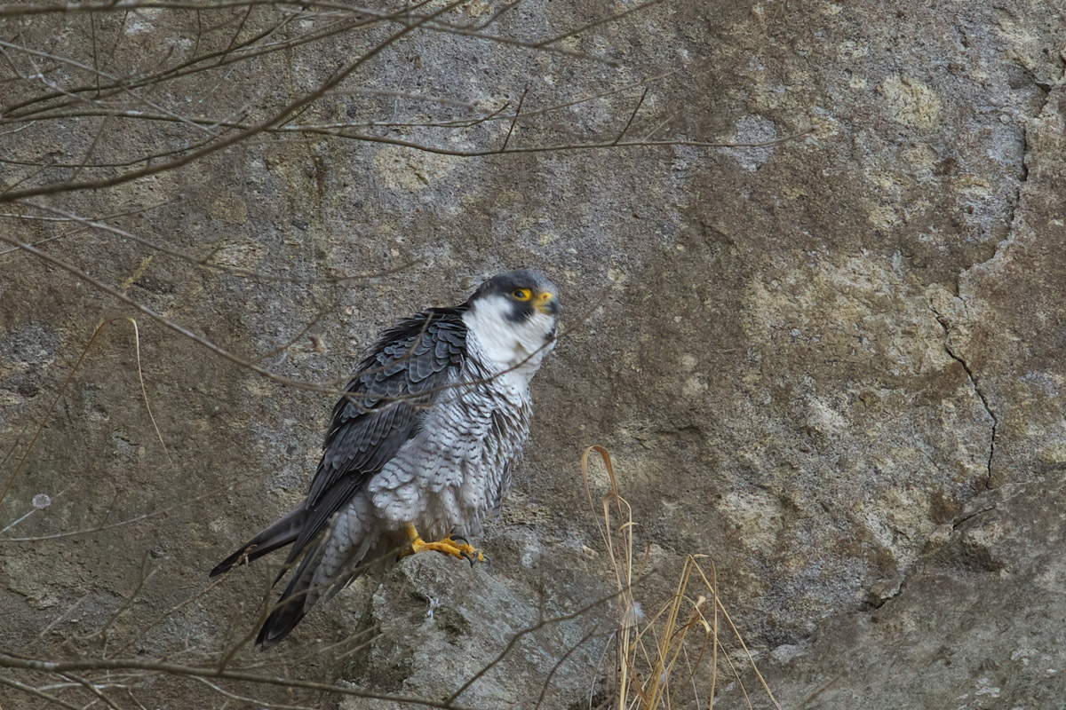 ハヤブサさんと他の鳥さん_b0180476_2350561.jpg