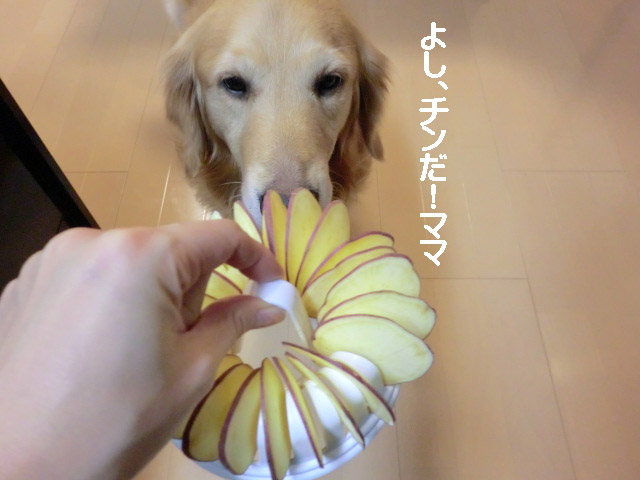 愛犬と一緒♪春ウキウキ◇プランできました！_a0040978_10193110.jpg