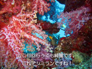 ダイビングマンといくシミランクルーズ_f0144385_1163937.jpg