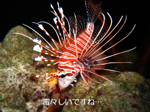 ダイビングマンといくシミランクルーズ_f0144385_1172575.jpg