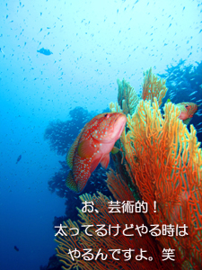 ダイビングマンといくシミランクルーズ_f0144385_117263.jpg