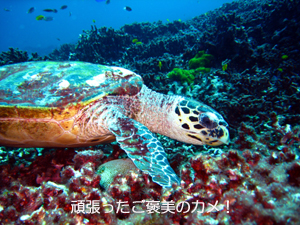 ダイビングマンといくシミランクルーズ_f0144385_1322268.jpg