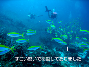 ダイビングマンといくシミランクルーズ_f0144385_132278.jpg