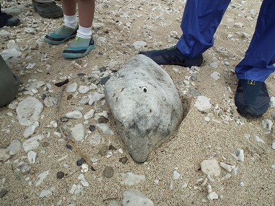 徳浜「海の自然観察会」 その1_e0028387_2327663.jpg