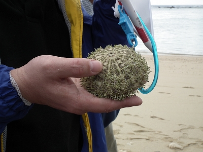 徳浜「海の自然観察会」 その1_e0028387_23405049.jpg