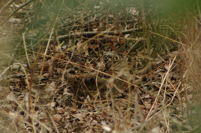 e0070891_18434624.jpg
