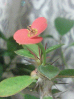 c0208099_16052.jpg