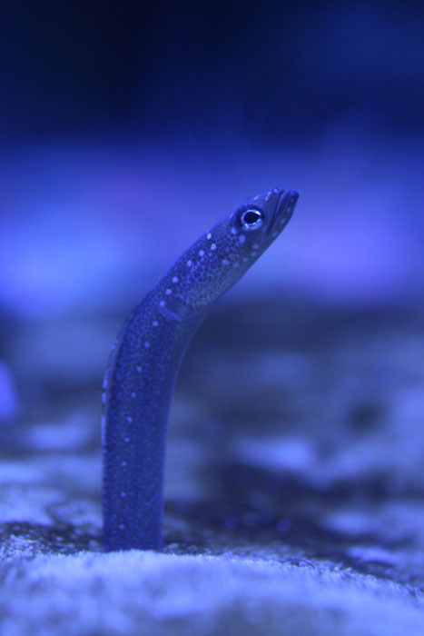 シンジュアナゴ 水族館ふりーく