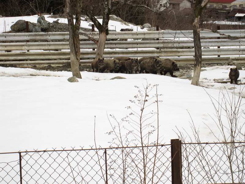 三嶺　大雪　大岩の所で撤退_b0124306_21405871.jpg