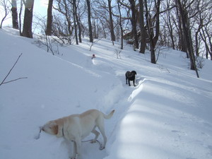 円山登山_b0075609_22235538.jpg