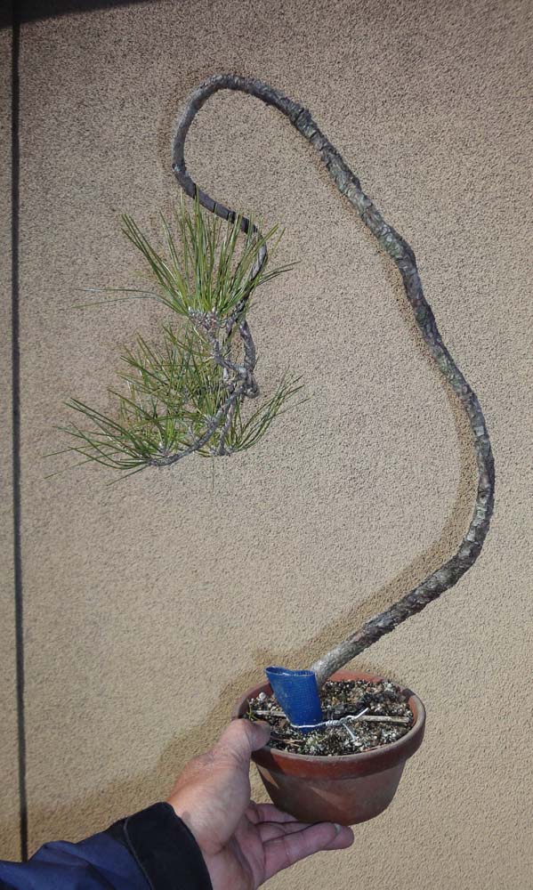 荒皮モミジ 盆栽 古木風 荒皮モミジ 盆栽 古木風