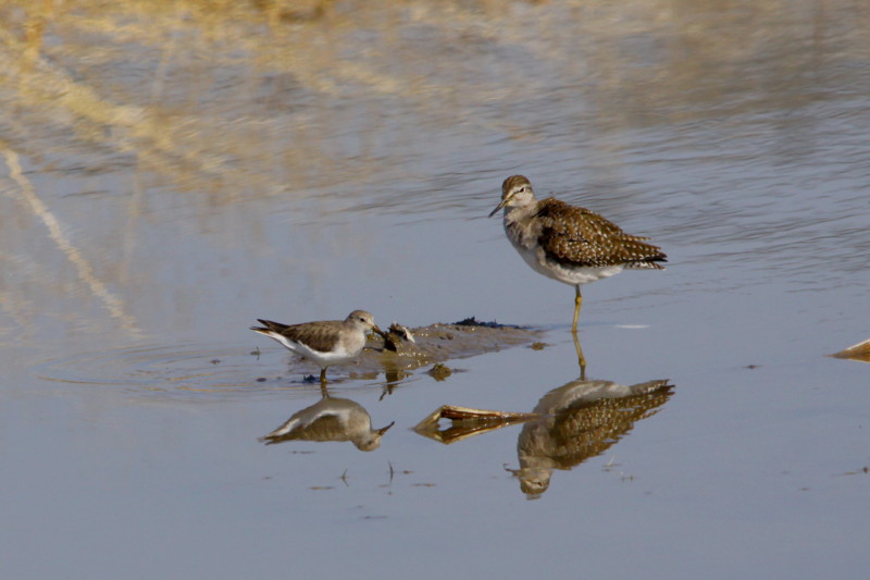 続・田圃の鳥達（2011年2月21日）_f0235311_1815492.jpg