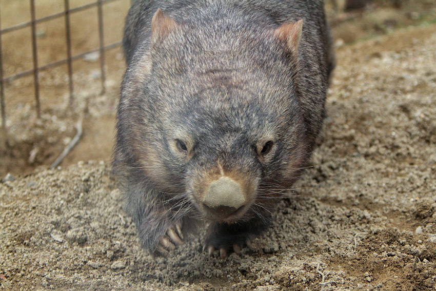 丸顔系です 動物たち 光と影