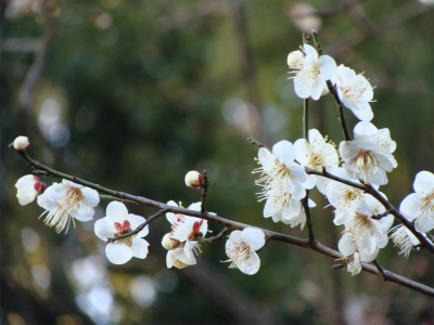 岡本梅林公園_f0223914_2037305.jpg