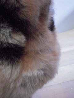 c0090220_6563321.jpg
