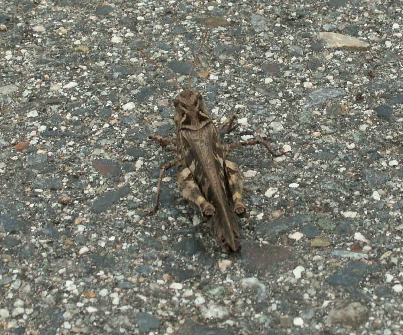 トノサマバッタとクルマバッタの識別 三重野生生物談話会bbsブログ 動物編 トノサマバッタとクルマバッタの識別 三重野生生物談話会bbsブログ 動物編