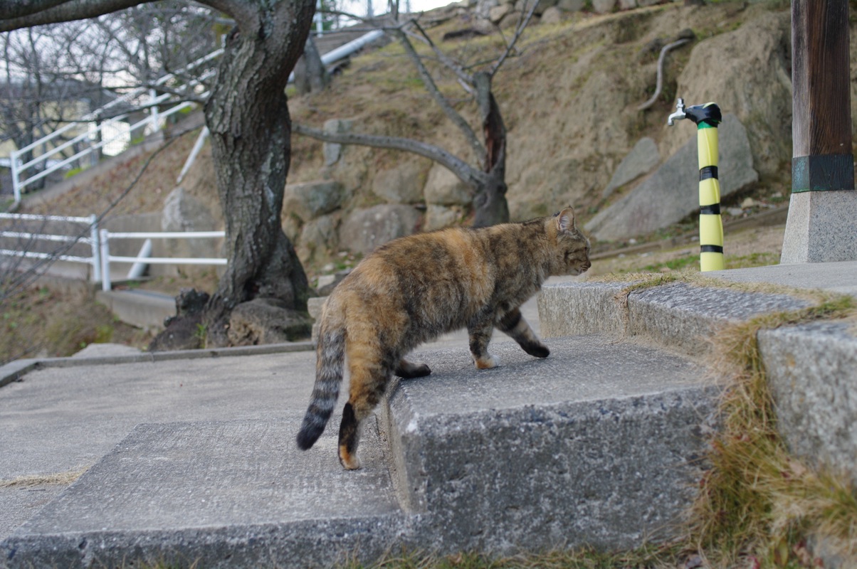 １月尾道猫その９_a0128823_2327949.jpg