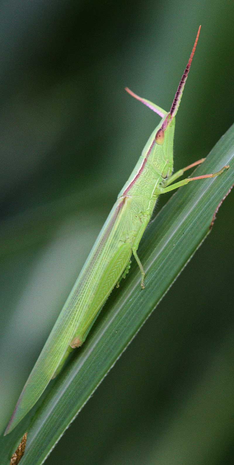 ショウリョウバッタモドキ Gonista Bicolor 鳥平の自然だより 動物編