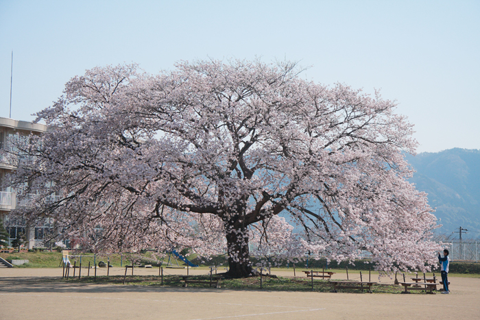 桜の木になろう_c0135535_23253238.jpg