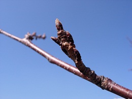 富士発 桜 開花情報_d0214535_10141967.jpg