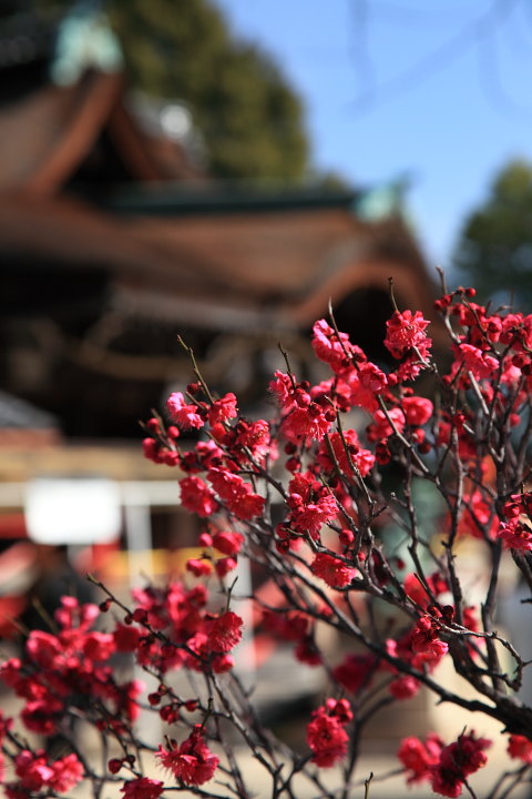 道明寺天満宮 梅 その３_a0176855_2242968.jpg