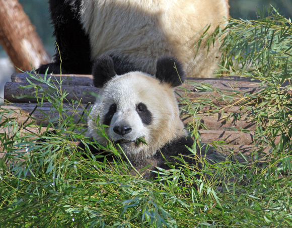 上海動物園　其の１　ジャイアントパンダから_b0207658_18595389.jpg