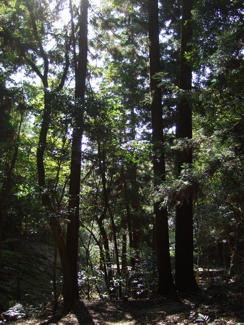 b0095061_17294443.jpg