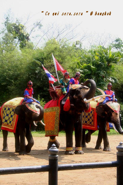 SAMPHRAN ELEPHANT GROUND  &  ZOO_b0190964_2040487.jpg