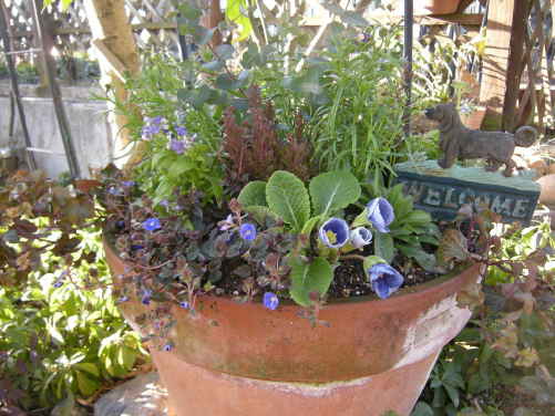 ブルーのお花たちで ・・・　寄せ植えを ～_d0145675_16445281.jpg
