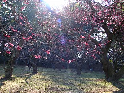 2月21日　【梅の花】_a0185880_1223108.jpg