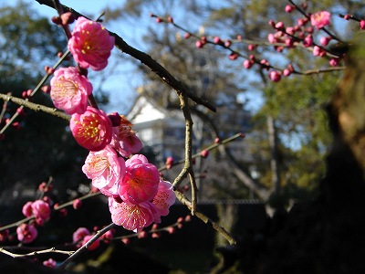 2月21日　【梅の花】_a0185880_12245362.jpg