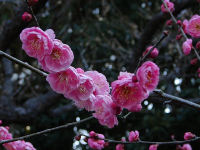 2月21日　【梅の花】_a0185880_16224914.jpg