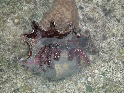 徳浜「海の自然観察会」 その2_e0028387_162010100.jpg