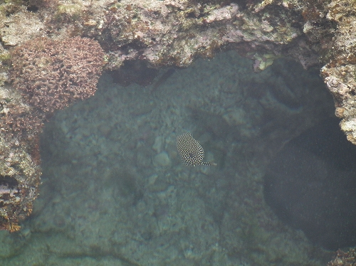 徳浜「海の自然観察会」 その2_e0028387_16264961.jpg
