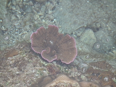 徳浜「海の自然観察会」 その2_e0028387_16392512.jpg