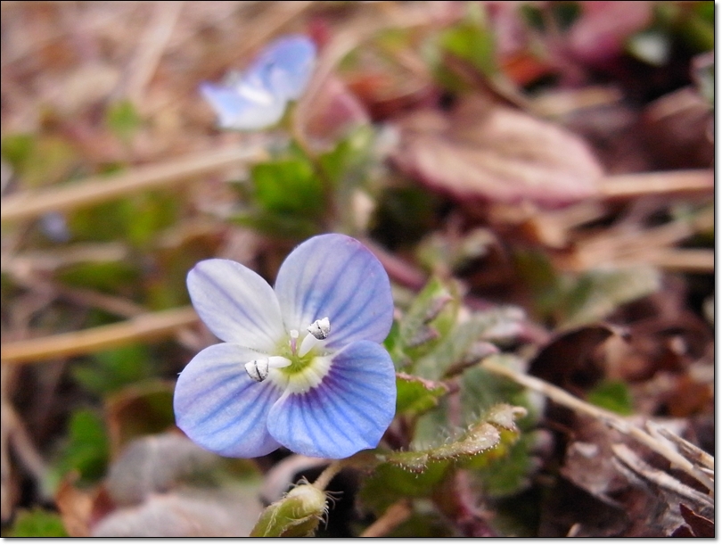 小さな花にも魅力がありますね。_d0160788_19423215.jpg