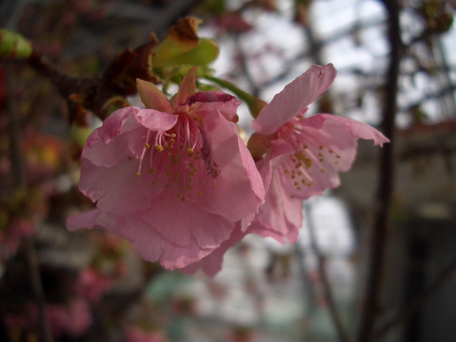 スタバ さくらのシフォンケーキ ぽんた日記