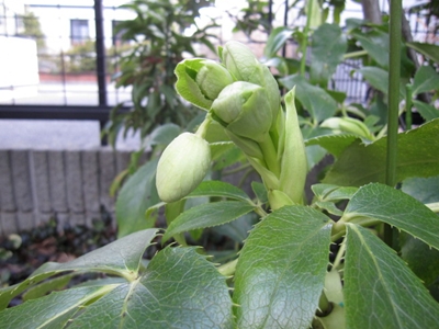 b0186899_18473858.jpg