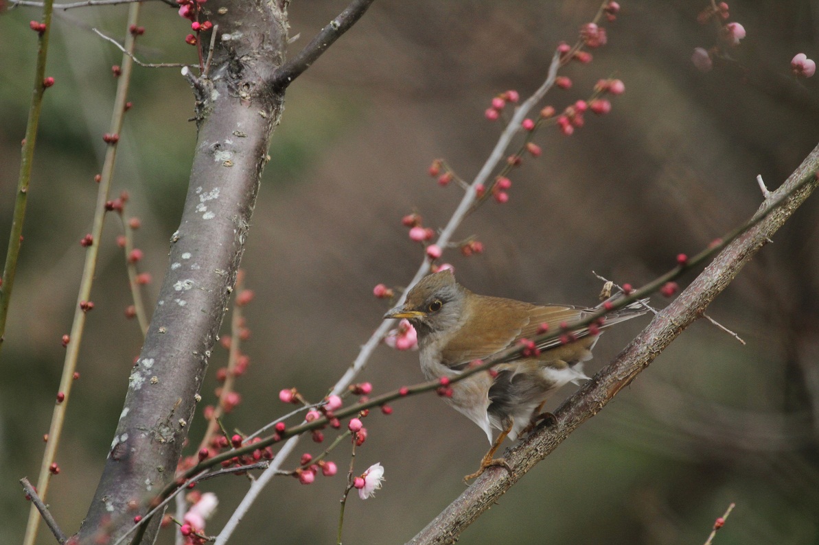 春の便り　　　≪　　　紅梅　（春信）　　　≫_a0140000_2144750.jpg