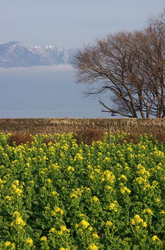 琵琶湖畔 菜の花_f0221510_20415684.jpg