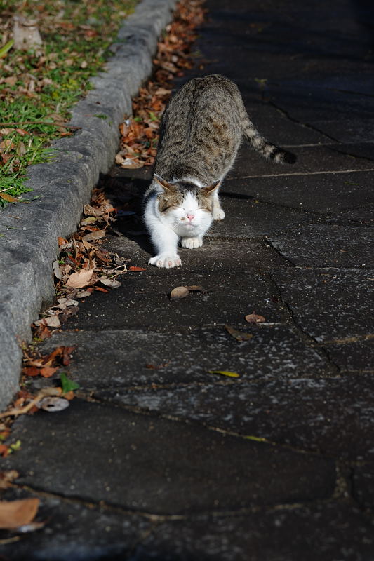 街角ニャンコ・ゴロゴロ・のびっ～！・ピョ～～～ン！！！_f0032011_19423831.jpg