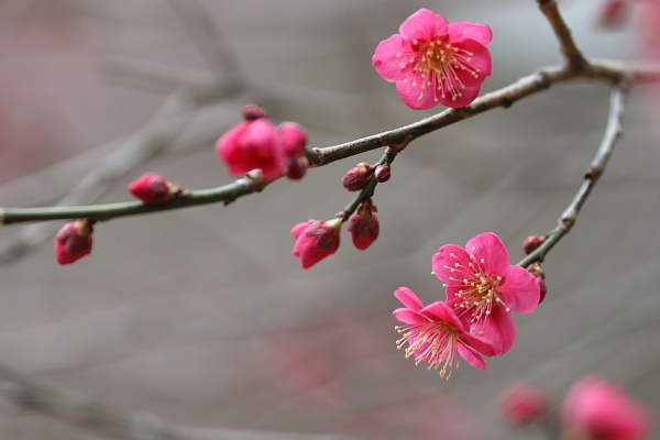 小金井公園・・・梅まつり_b0183917_22272882.jpg