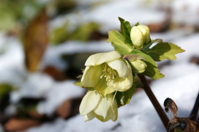 雪の中で咲いていた花☆神代植物公園_a0122932_11553668.jpg