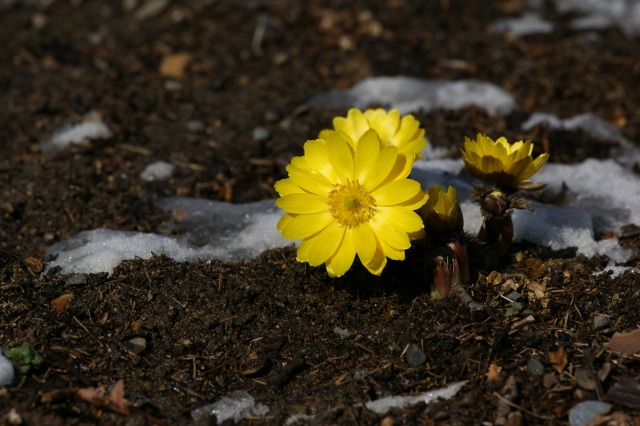 雪の中で黄金色に輝いていた花☆神代植物公園_a0122932_20581225.jpg