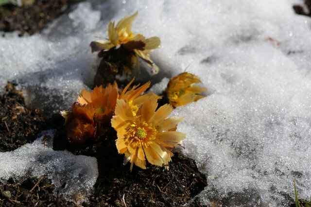 雪の中で黄金色に輝いていた花☆神代植物公園_a0122932_20582810.jpg