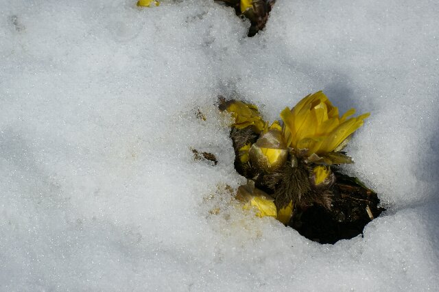 雪の中で黄金色に輝いていた花☆神代植物公園_a0122932_20594494.jpg