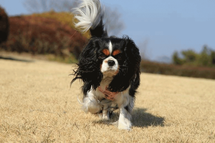 c0145250_1564729.gif