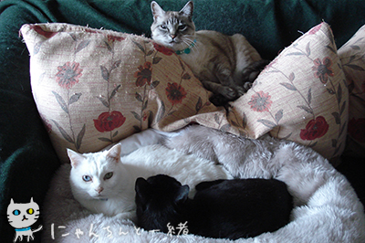 抱き猫枕_e0031853_3214174.jpg